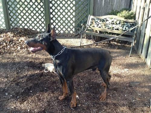 Doberman rehome with breeders contract