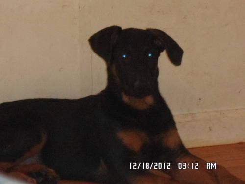 Doberman Shepherd Pups Born 09/25/12 Ready for adoption!!!!!