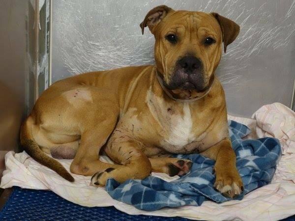Dogfighting victim Crimson in danger@NYC kill shelter