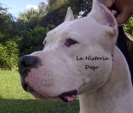 DOGO ARGENTINO MALE ADULT FREE