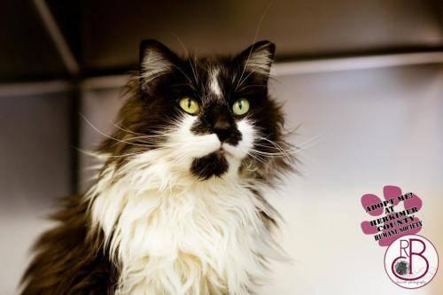 Domestic Long Hair - Black and white - Taggert - Small - Adult