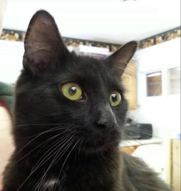 Domestic Long Hair - Black - Thurston - Small - Young - Male