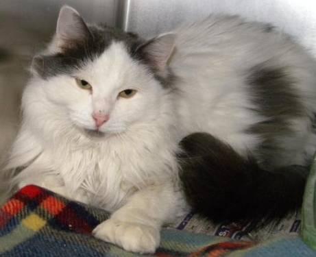 Domestic Long Hair - Gray and white - Gibson - Medium - Adult