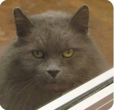 Domestic Long Hair - Gray - Binx - Large - Adult - Male - Cat