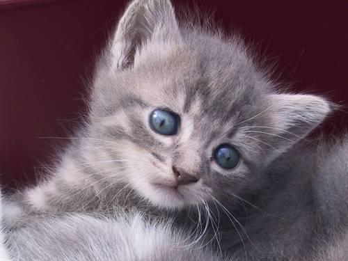 Domestic Long Hair - Kittens - Small - Baby - Female - Cat