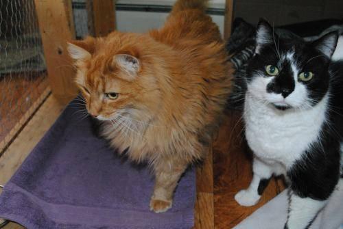 Domestic Long Hair - Orange - Luci And Charlie - Large - Adult