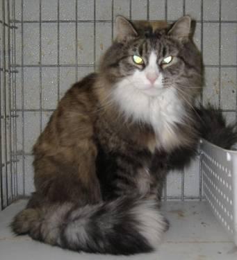 Domestic Long Hair - Star - Large - Young - Female - Cat