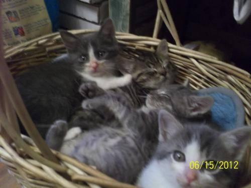 Domestic Medium Hair - Baby Kittens - Small - Baby - Female