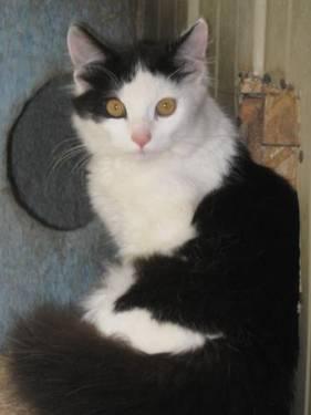 Domestic Medium Hair - Black - Tripper - Large - Young - Male