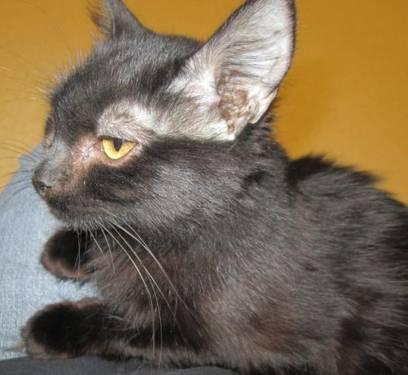 Domestic Medium Hair - Brown - Willow - Small - Young - Female