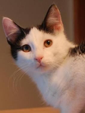 Domestic Medium Hair - Pinto - Large - Young - Male - Cat