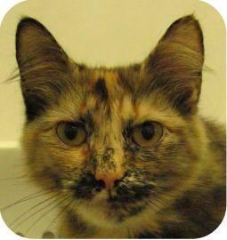 Domestic Medium Hair - Vega - Medium - Young - Female - Cat