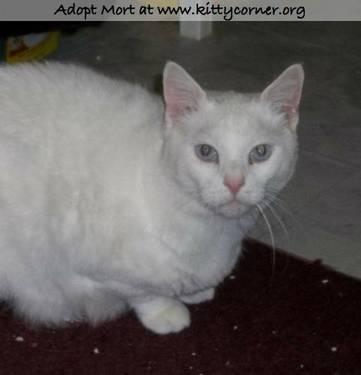 Domestic Short Hair - Arthur - Big Cat! - Large - Adult - Male