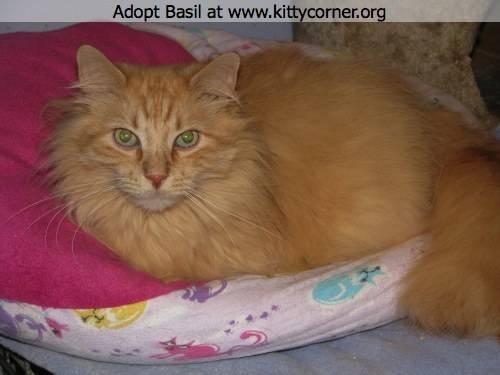 Domestic Short Hair - Basil - Medium - Adult - Female - Cat