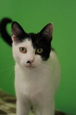 Domestic Short Hair - Black and white - Air - Small - Adult