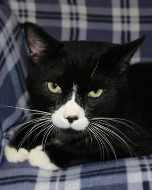 Domestic Short Hair - Black and white - Buddy - Medium - Young