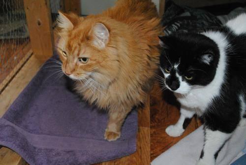 Domestic Short Hair - Black and white - Charlie And Luci - Large