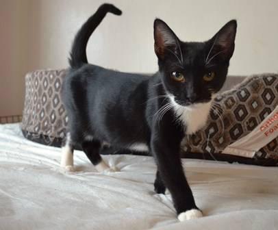 Domestic Short Hair - Black and white - Dolly And Denver
