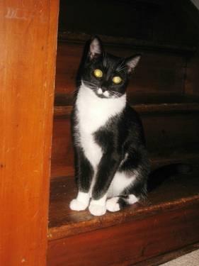 Domestic Short Hair - Black and white - Elsie - Small - Young