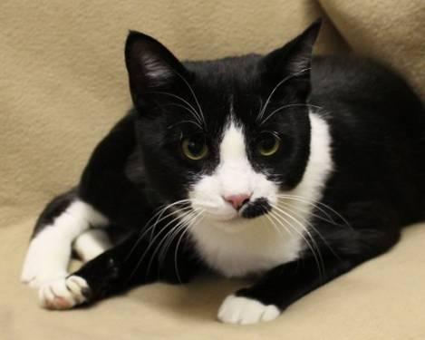 Domestic Short Hair - Black and white - Fizzles - Medium - Young
