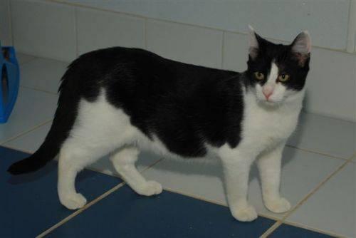 Domestic Short Hair - Black and white - Jersey - Medium - Adult