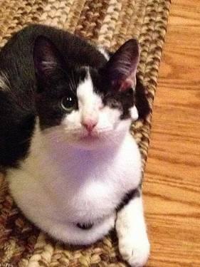 Domestic Short Hair - Black and white - Lancey - Medium - Young