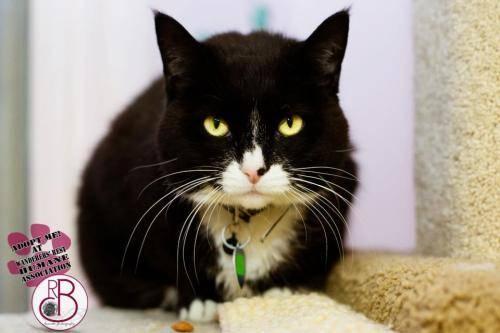 Domestic Short Hair - Black and white - Lucy*at Petco* - Medium