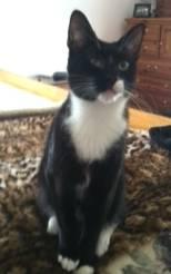 Domestic Short Hair - Black and white - Max - Small - Young