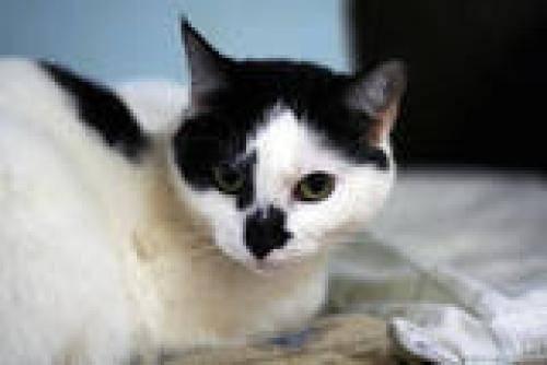 Domestic Short Hair - Black and white - Ruby - Large - Young