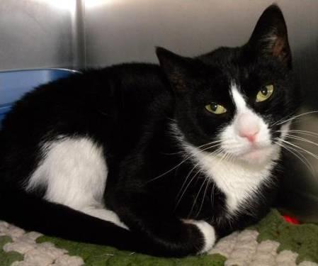 Domestic Short Hair - Black and white - Shelly - Medium - Adult