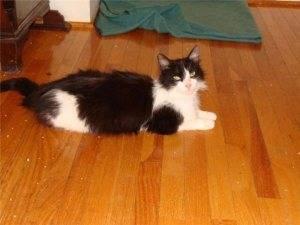 Domestic Short Hair - Black and white - Snickers - Large - Adult