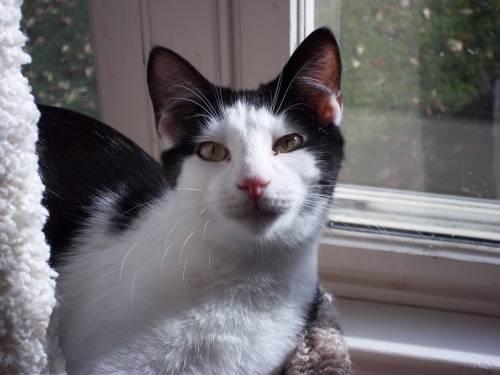 Domestic Short Hair - Black and white - Soni - Medium - Young