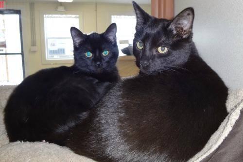 Domestic Short Hair - Black - Cinder - Small - Young - Male