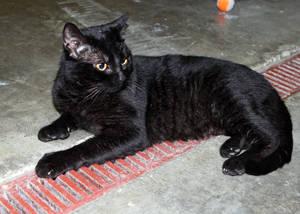 Domestic Short Hair - Black - Domino - Small - Young - Male