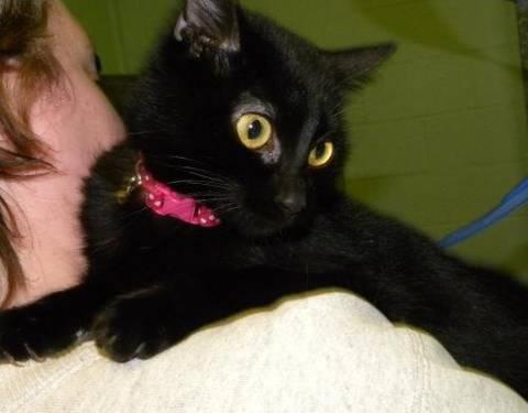 Domestic Short Hair - Black - Lilly - Small - Adult - Female
