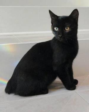 Domestic Short Hair - Black - Little Bear - Small - Young