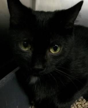 Domestic Short Hair - Black - Marilyn - Small - Young - Female
