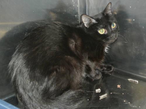 Domestic Short Hair - Black - Midnight - Large - Young - Male
