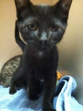 Domestic Short Hair - Black - Mystique - Small - Baby - Male