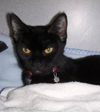 Domestic Short Hair - Black - Onyx - Small - Young - Female