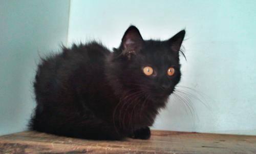 Domestic Short Hair - Black - Reese - Small - Baby - Female