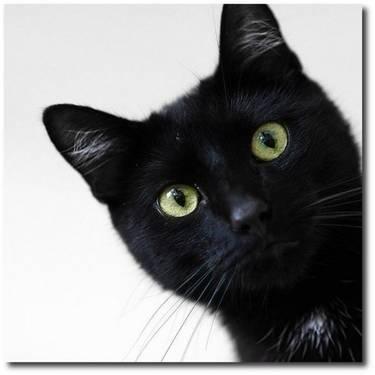 Domestic Short Hair - Black - Skittles - Small - Young - Male