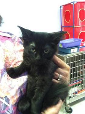 Domestic Short Hair - Black - Soybean - Small - Baby - Male