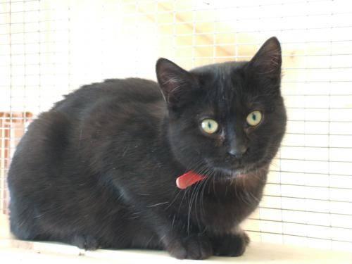Domestic Short Hair - Brown - Missy - Small - Young - Female