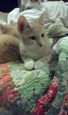 Domestic Short Hair - Buff and white - Archie - Medium - Baby