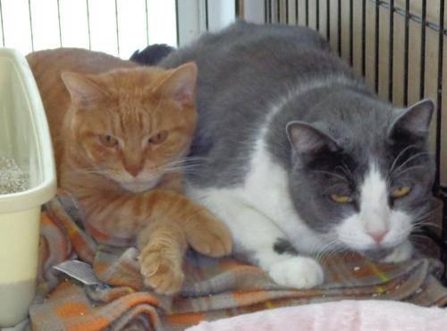 Domestic Short Hair - Casey And Chipper - Medium - Adult - Male