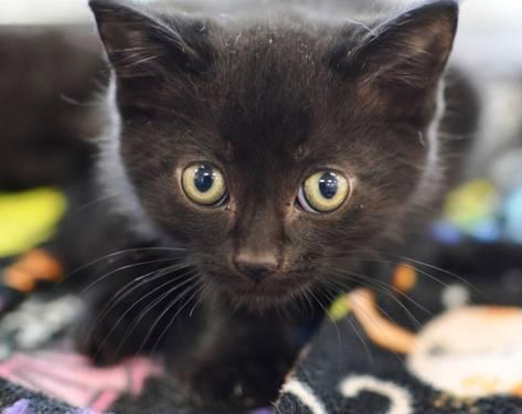 Domestic Short Hair - Ceecee - Small - Baby - Female - Cat