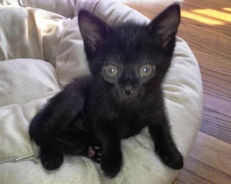 Domestic Short Hair - Coco - Small - Young - Female - Cat