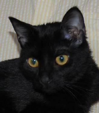 Domestic Short Hair - Dezzy - Medium - Young - Female - Cat