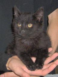 Domestic Short Hair - Fluffy - Medium - Young - Male - Cat
